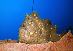 Giant Frogfish by Dr. Nudi 